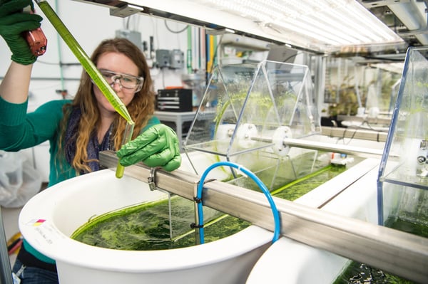 Fotografia de uma mulher branca usando luvas e óculos de proteção em laboratório, pipetando líquido verde em tubo de ensaio