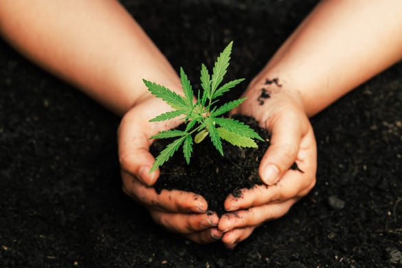 Muda-de-cannabis-scaledFotografia de duas mãos brancas segurando um montinho de terra com uma muda de cannabis sobre um amontoado de terra